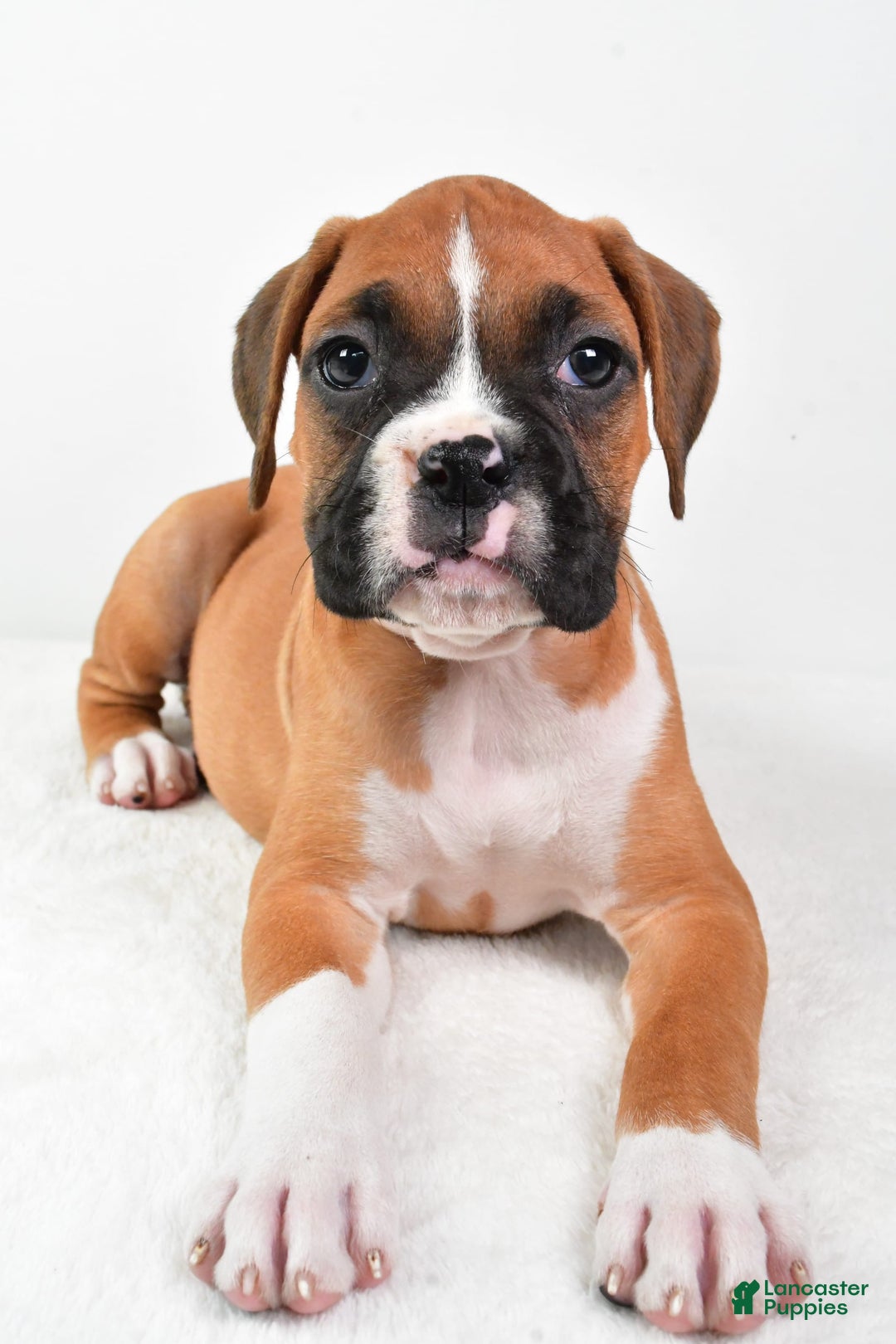 Boxer dogs for sale: Lucy - Image 5