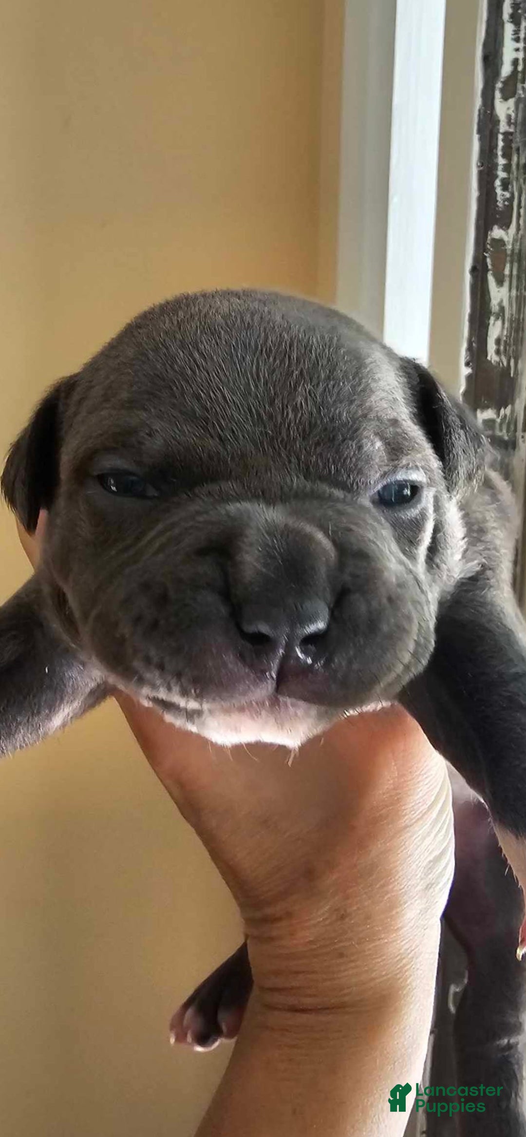 American Bully dogs for sale: Batman - Image 11