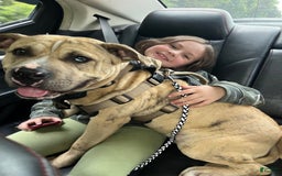 American Bully dogs for sale: Ace - Image 5