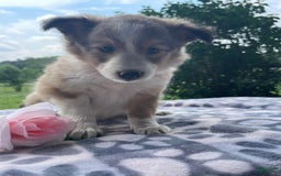 Shetland Sheepdog dogs for sale: Calvin - Image 1
