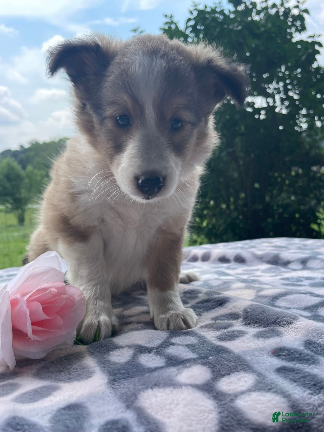 Shetland Sheepdog dogs for sale: Calvin - Image 1
