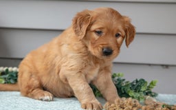 Golden Retriever dogs for sale: Newton - Image 3