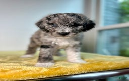 Mini Bernedoodle dogs for sale: Moon - Image 4