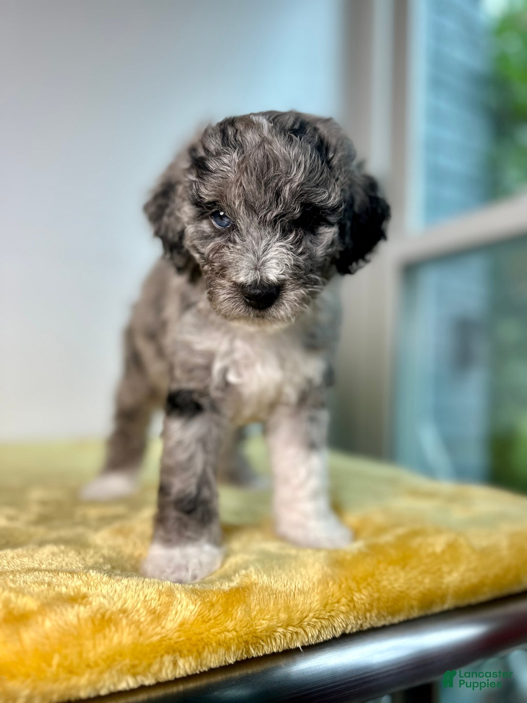 Mini Bernedoodle dogs for sale: Moon - Image 4