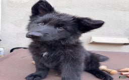 German Shepherd dogs for sale: Nemesis - Image 6