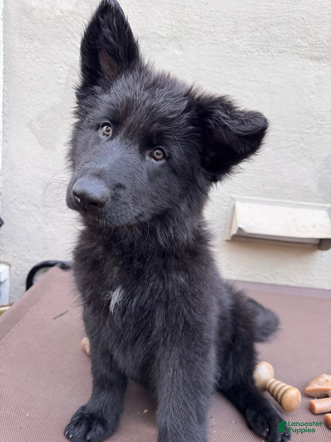 German Shepherd dogs for sale: Nemesis - Image 6