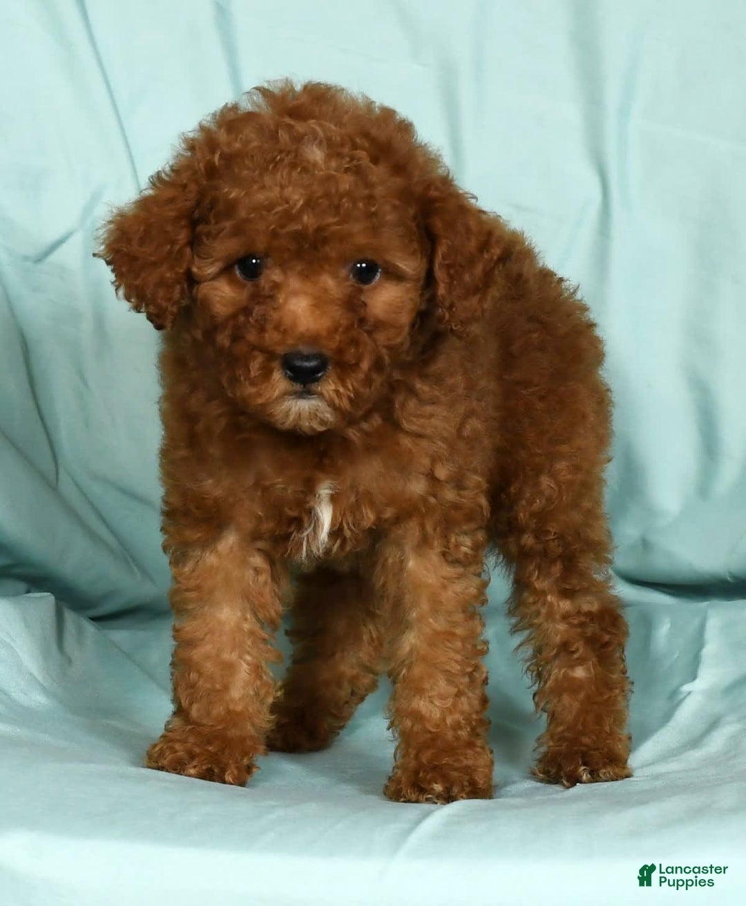 Mini Goldendoodle dogs for sale: Daisy - Image 4