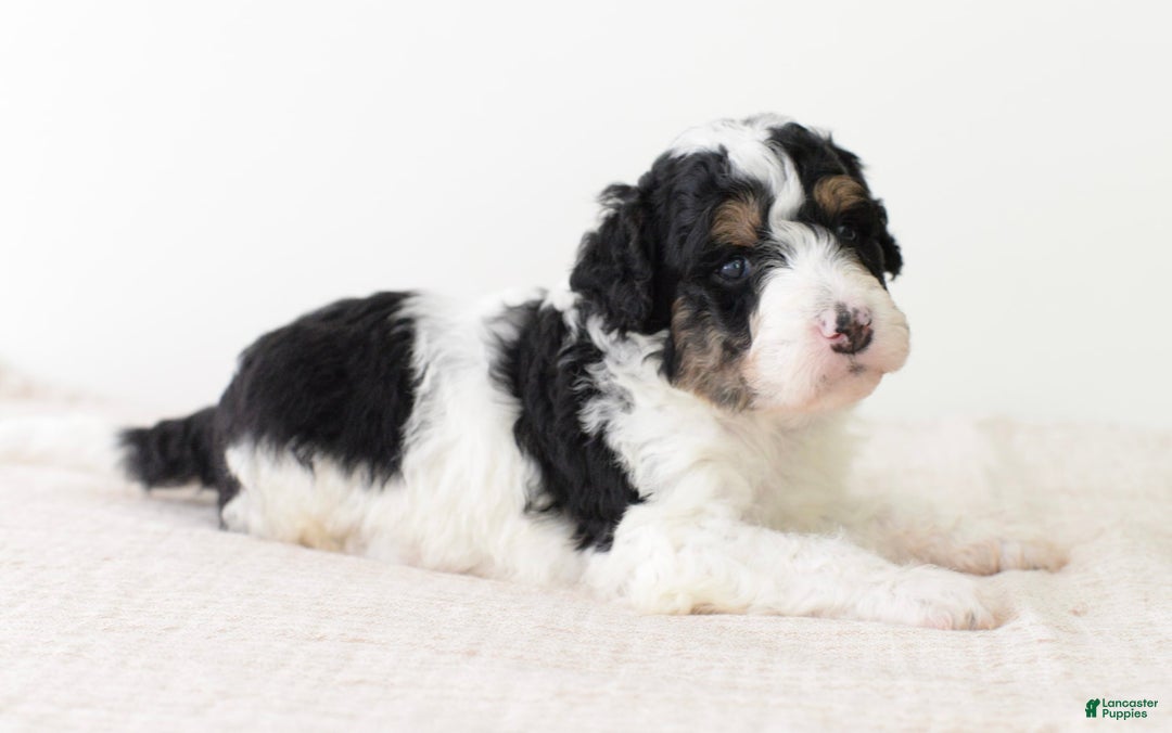 Bernedoodle dogs for sale: Graham-medium - Image 2