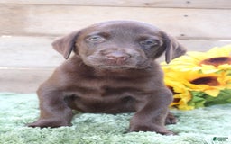 Labrador Retriever dogs for sale: Woody - Image 7