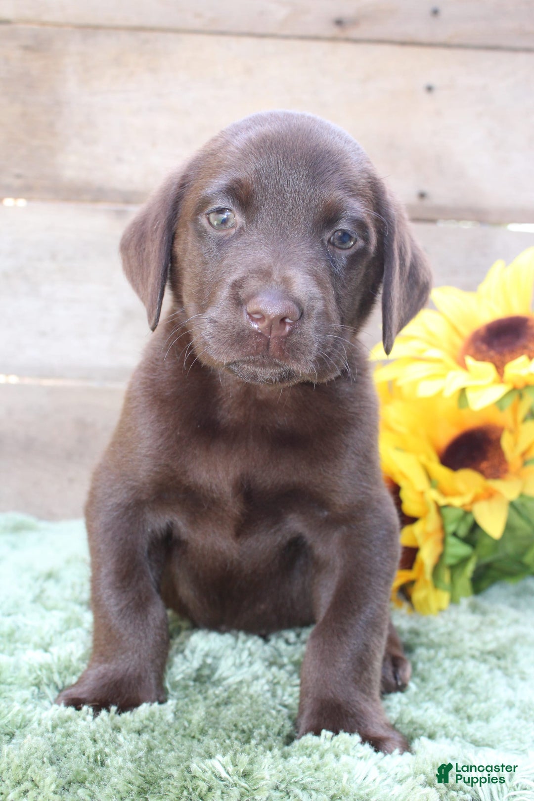 Labrador Retriever dogs for sale: Woody - Image 7