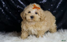 Maltipoo dogs for sale: Scotch - Image 7