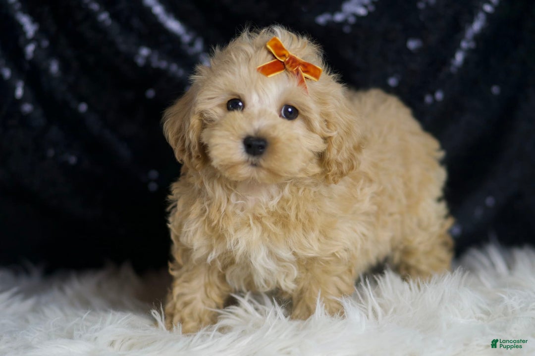 Maltipoo dogs for sale: Scotch - Image 7