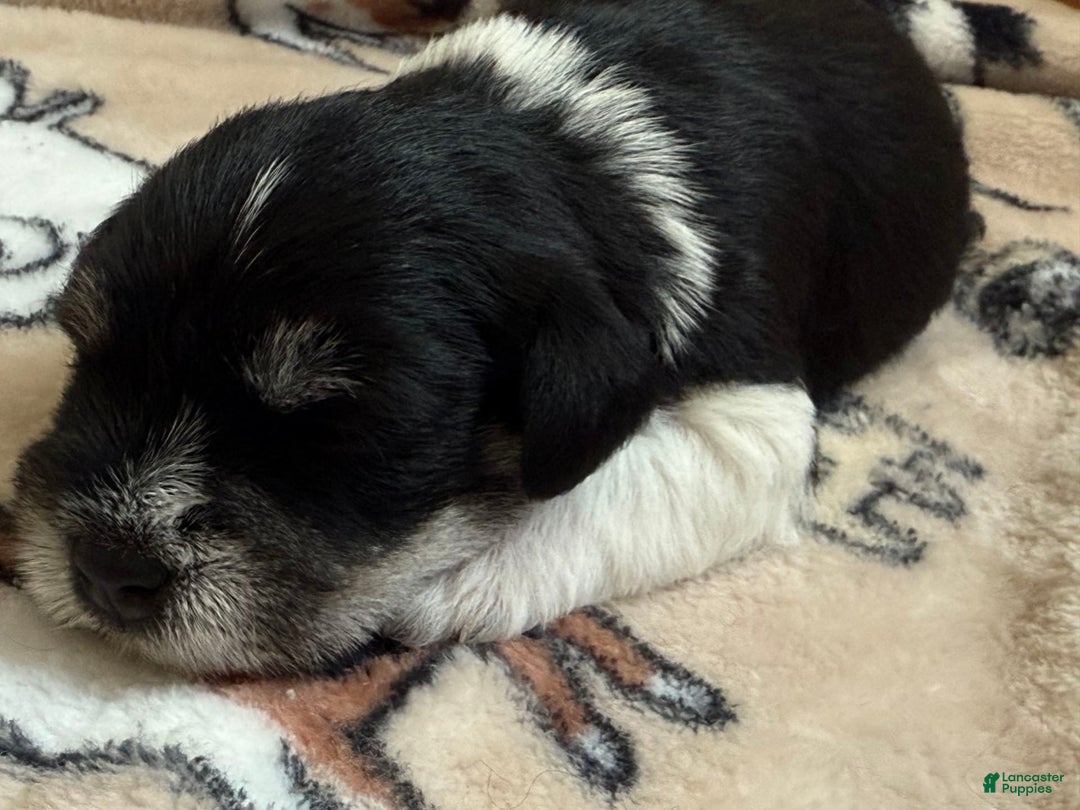 Miniature Schnauzer dogs for sale: Halo - Image 10