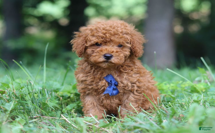 Miniature Poodle dogs for sale - Ad 2