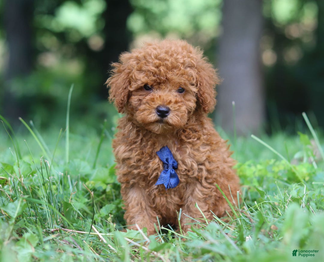 Miniature Poodle dogs for sale: Ripley - Image 10