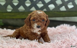 Cavapoo dogs for sale: Bella - Image 16