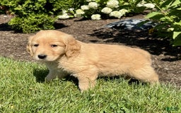 Golden Retriever dogs for sale: Forest - Image 4