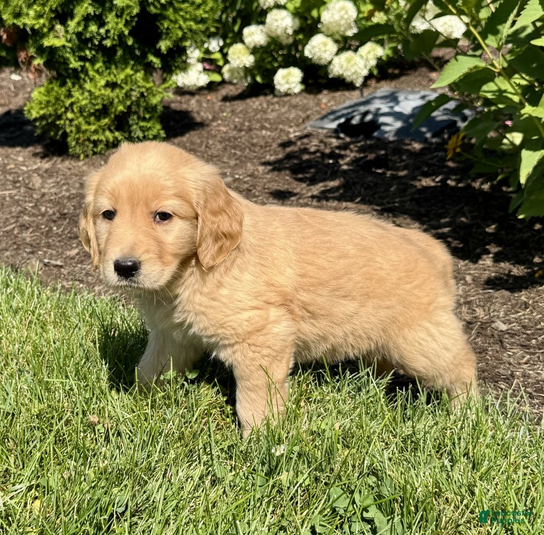 Golden Retriever dogs for sale: Forest - Image 4