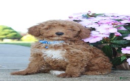 Miniature Poodle dogs for sale: Akc Patch - Image 5
