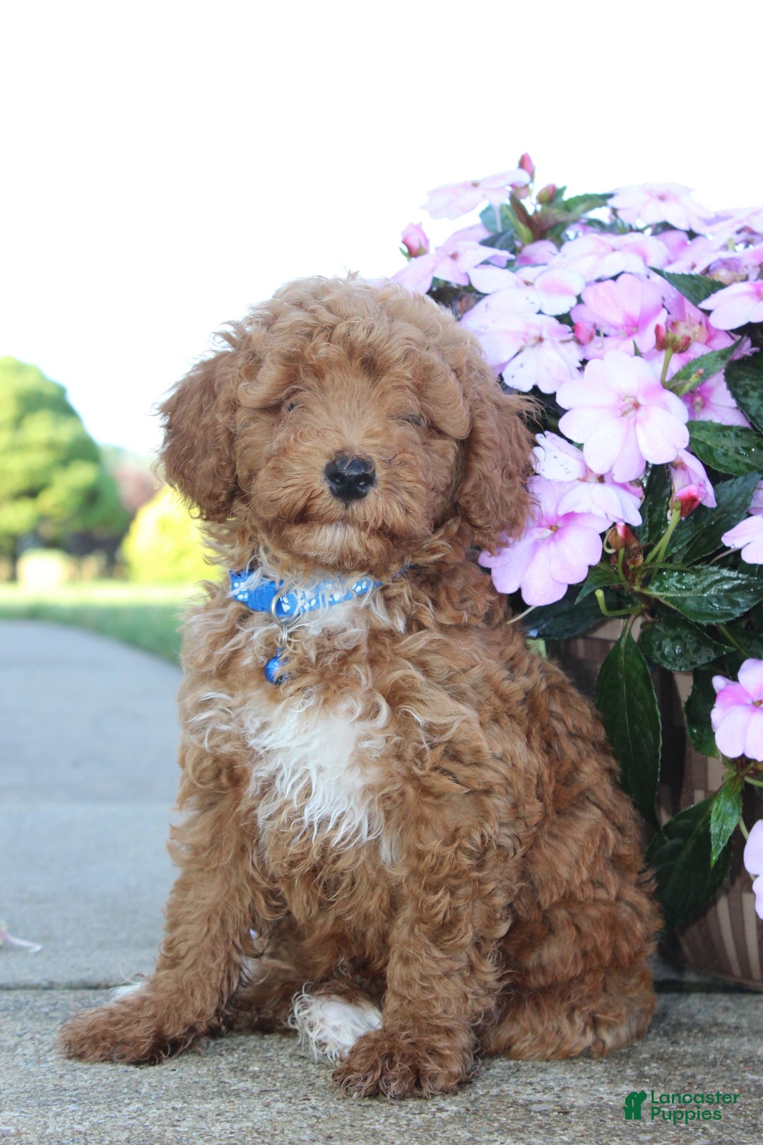 Miniature Poodle dogs for sale: Akc Patch - Image 5