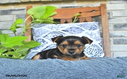 Yorkshire Terrier dogs for sale: Remi - Image 1