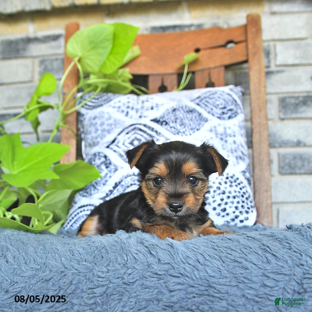 Yorkshire Terrier dogs for sale: Remi - Image 1
