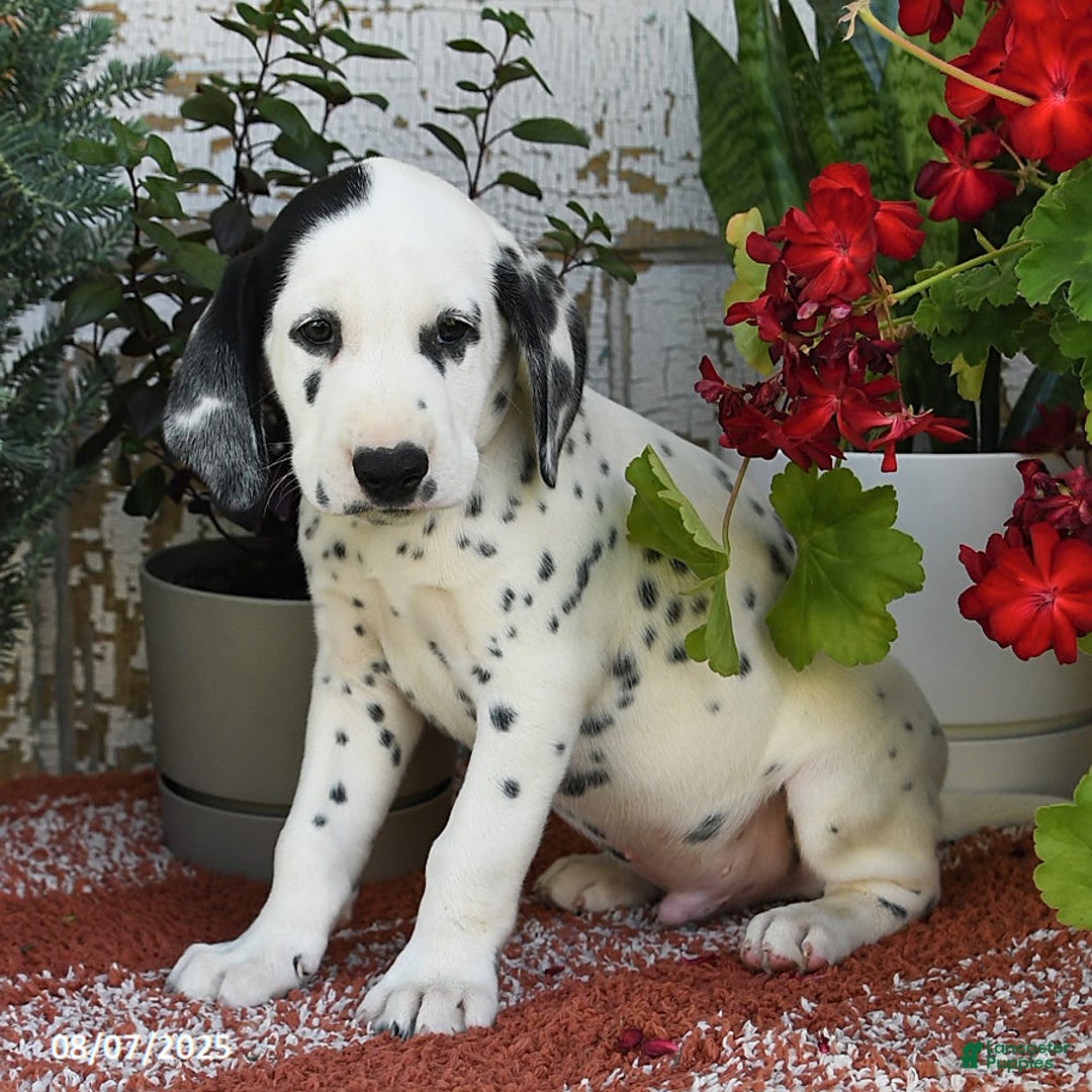 Dalmatian dogs for sale: Rebel - Image 5