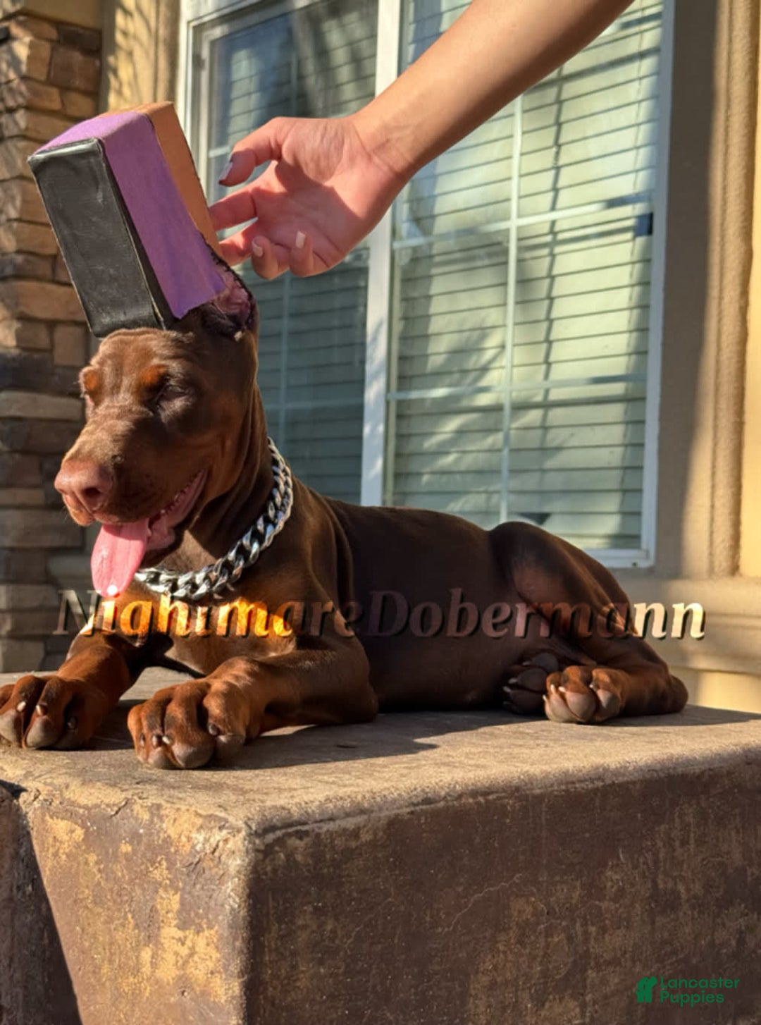 Doberman Pinscher dogs for sale: Stella - Image 2