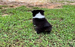Australian Shepherd dogs for sale: Miss Sally - Image 7