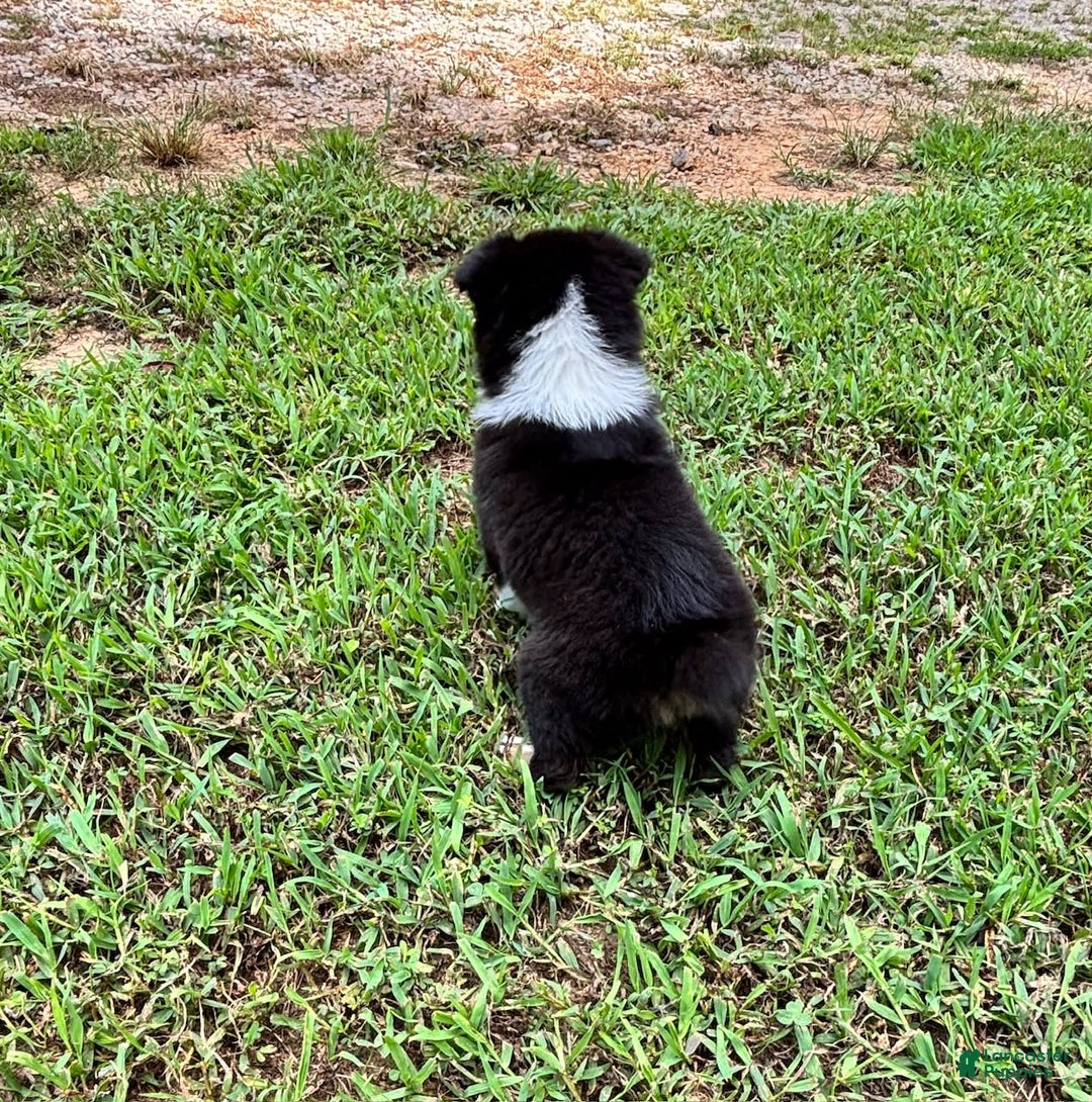 Australian Shepherd dogs for sale: Miss Sally - Image 7