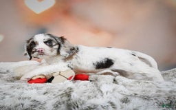 Cocker Spaniel dogs for sale: Daisy - Image 7