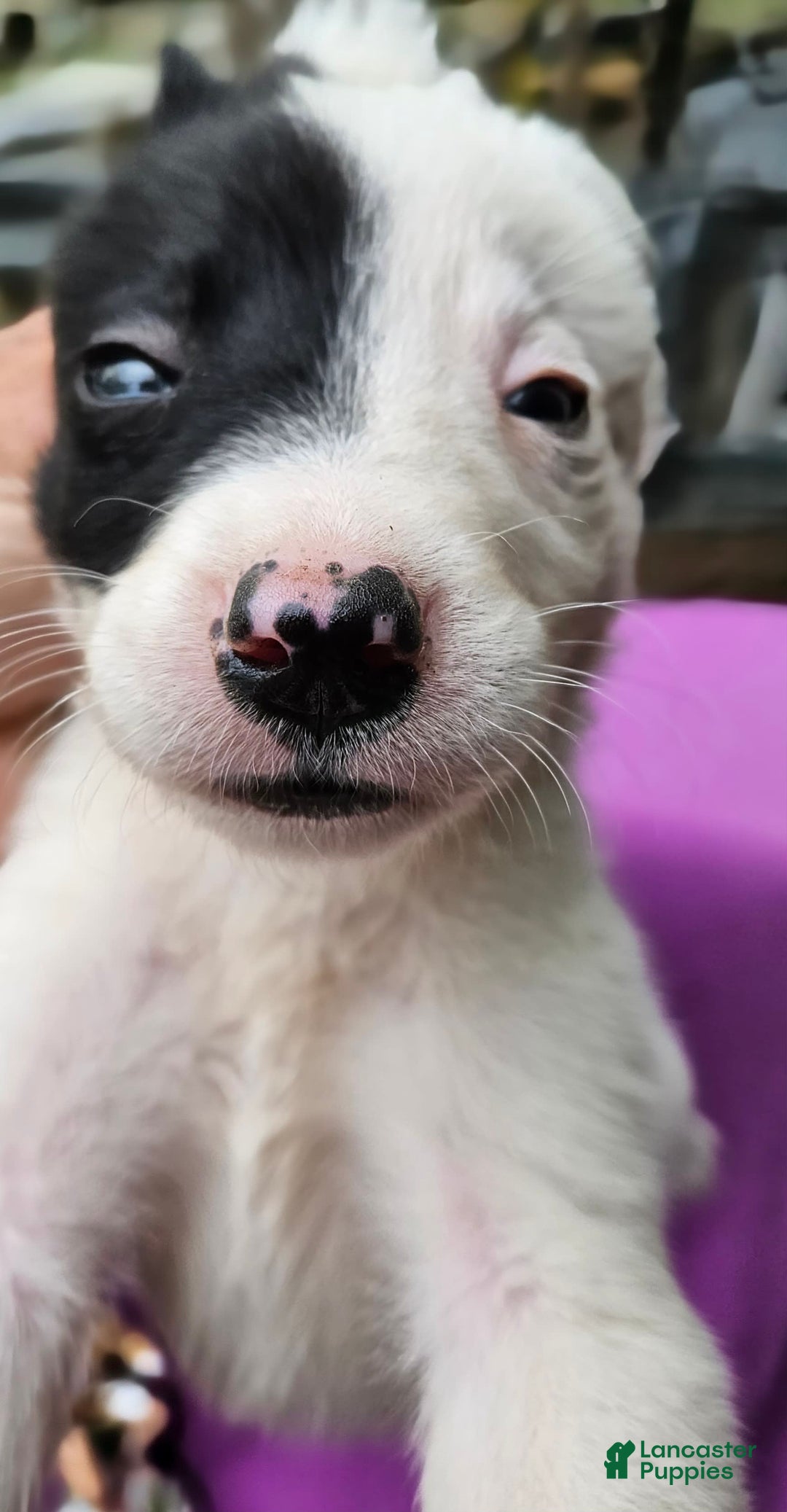 Border Collie dogs for sale: Hondo - Image 14
