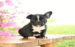 Frenchton dogs for sale: Gretta - Image 4
