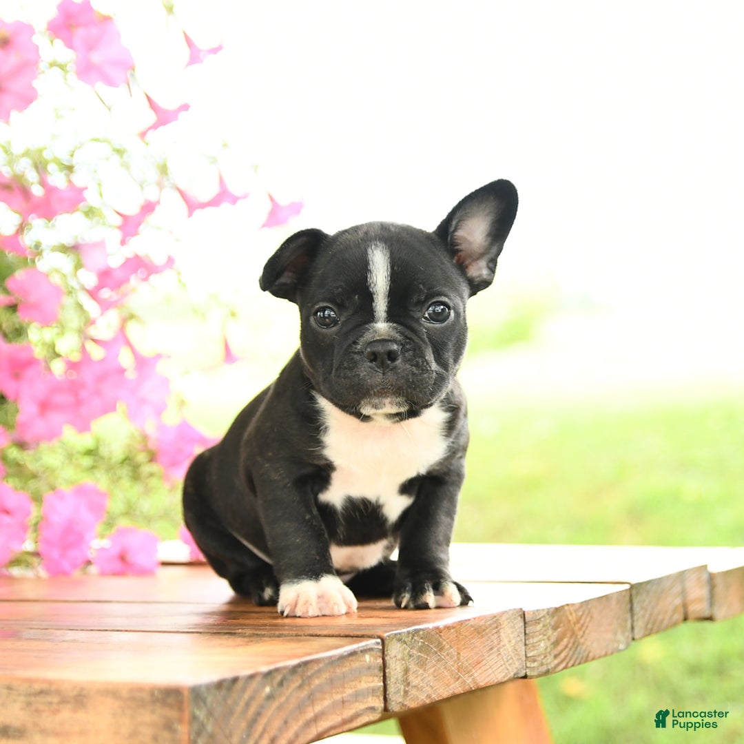 Frenchton dogs for sale: Gretta - Image 4
