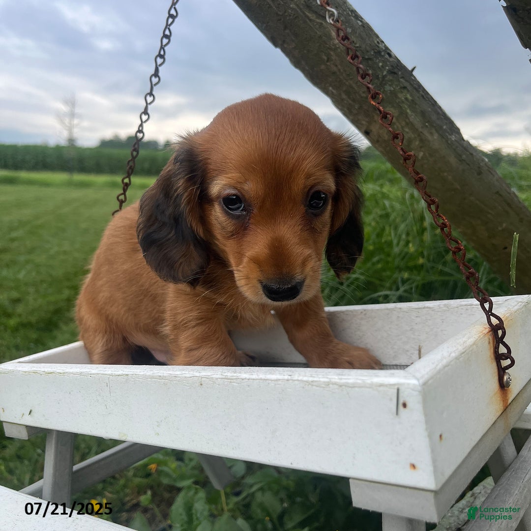 Miniature Dachshund dogs for sale: Nevin - Image 4