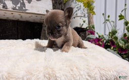 French Bulldog dogs for sale: Talia - Image 11