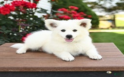 American Eskimo dogs for sale: Moonlight - Image 10