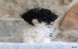 Toy Poodle dogs for sale: Penny - Image 4