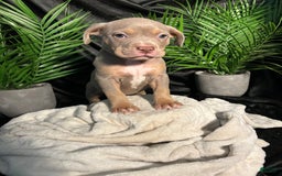 American Bully dogs for sale: Tweety Bird - Image 9