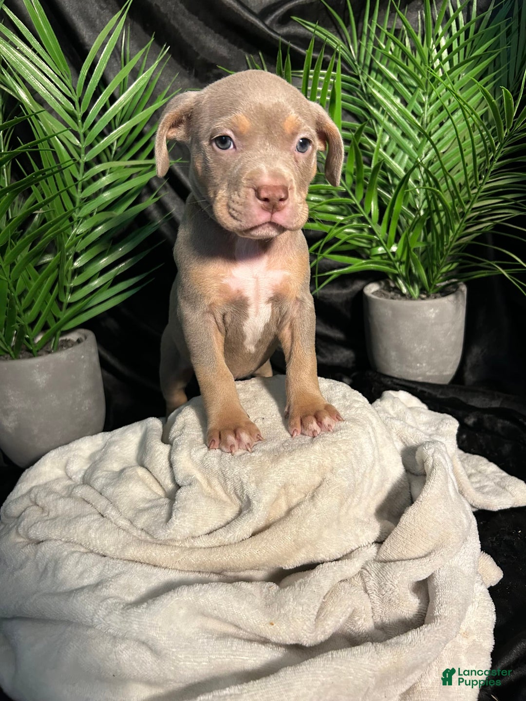 American Bully dogs for sale: Tweety Bird - Image 9
