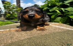 Dachshund dogs for sale: Juno - Image 12