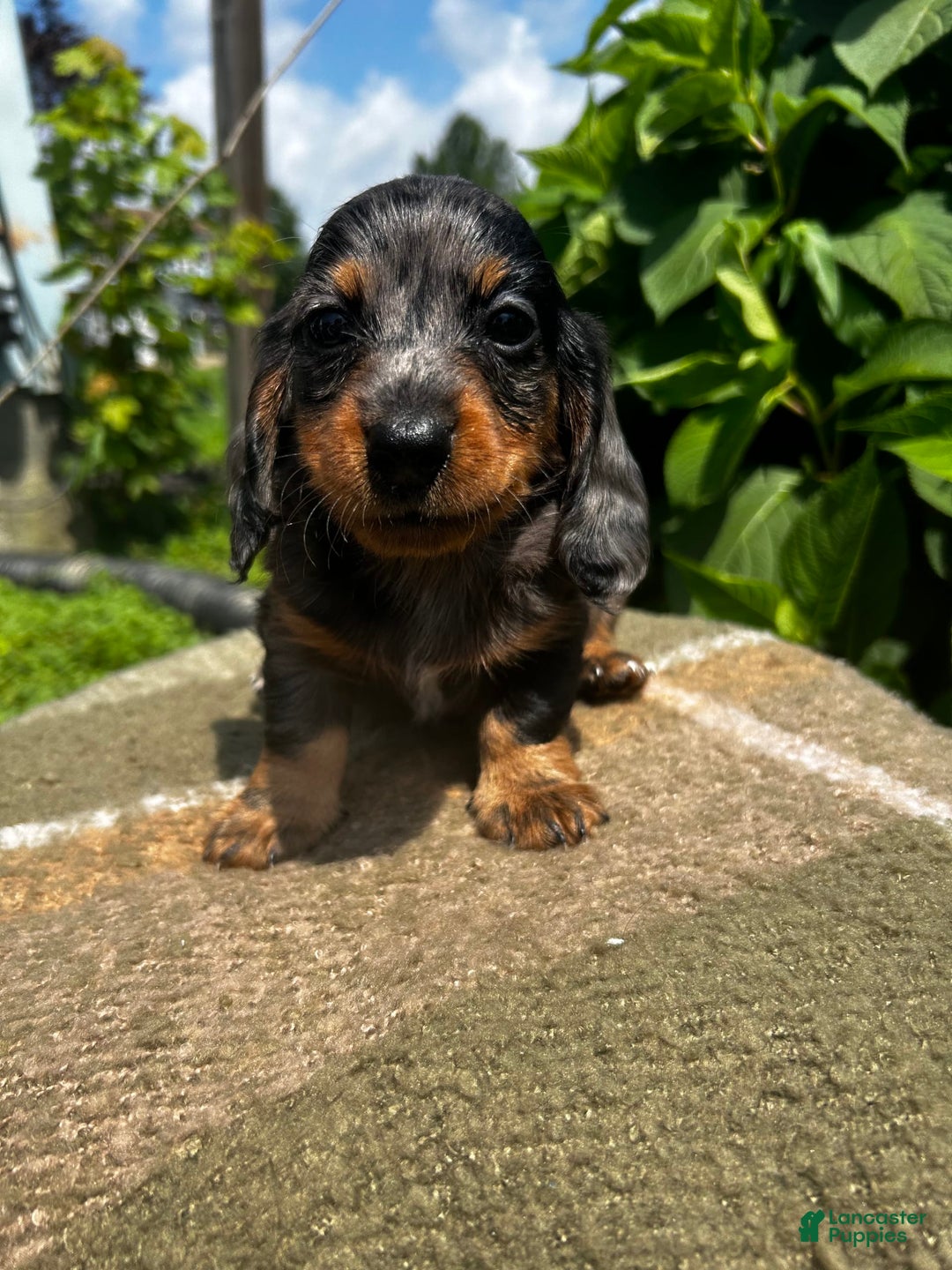 Dachshund dogs for sale: Juno - Image 12