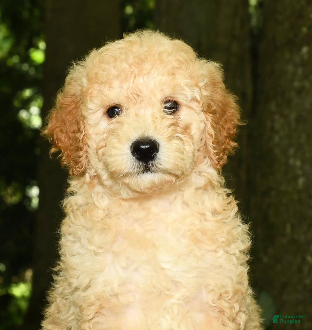 Mini Goldendoodle dogs for sale: Lincoln - Image 5