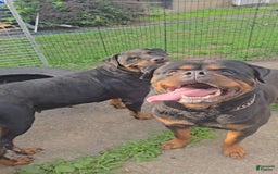 Rottweiler dogs for sale: Princess Stellaria-doneyuno - Image 6