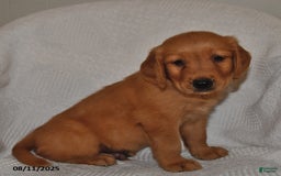 Golden Retriever dogs for sale: Golden Retriever 11 puppies - Image 2