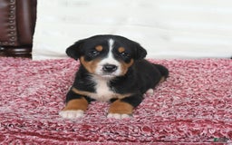 Greater Swiss Mountain Dog dogs for sale: Chip - Image 11