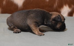 French Bulldog dogs for sale: SNOOPY FAWN AND BLACK - Image 2