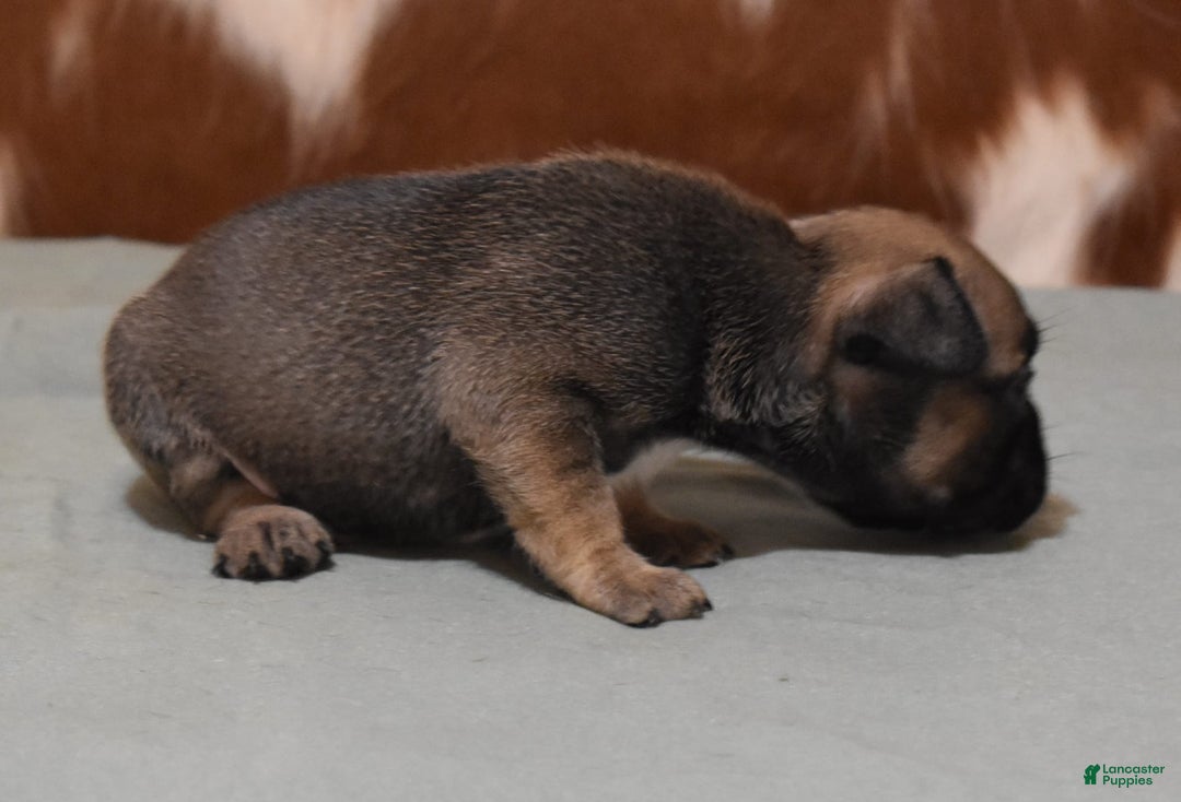 French Bulldog dogs for sale: SNOOPY FAWN AND BLACK - Image 2