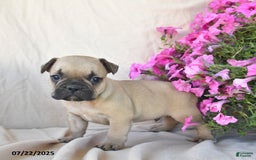 Frenchton dogs for sale: Fancy - Image 3