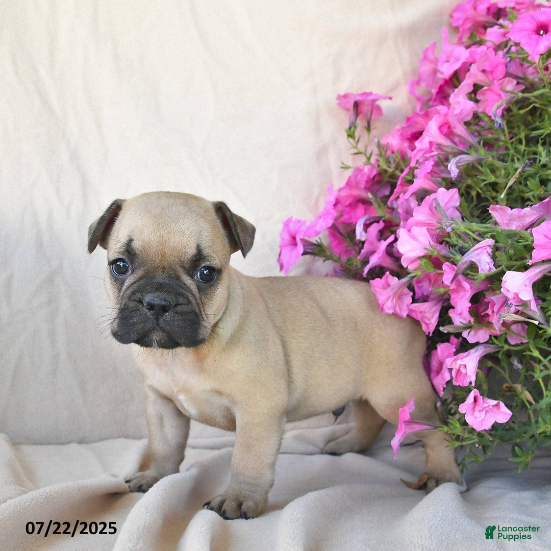 Frenchton dogs for sale: Fancy - Image 3